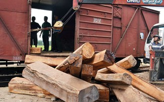 Tạm giữ hơn 80m3 gỗ quý hiếm